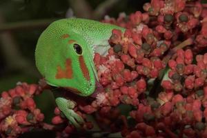 madagascar gold day dust gecko photo