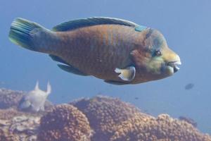 Parrot fish underwater photo