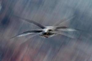 moverse efecto en gaviotas mientras volador foto