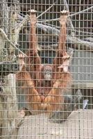 caged orangutan monkey close up portrait photo