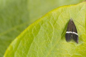 insect on green leaf photo