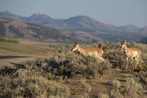 Pronghorn in Lamar Valley Yellowstone photo