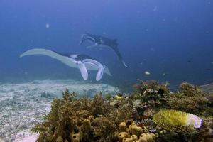 Manta in the deep blue ocean background photo