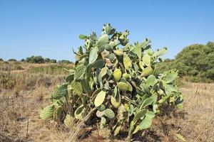 Green Cactus flowers and thorns photo