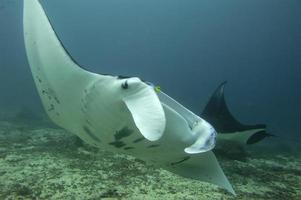 Manta close up portrait underwater photo