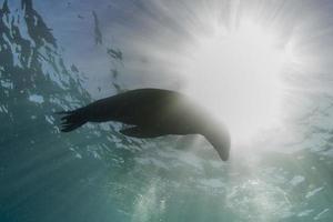 Puppy sea lion underwater back light photo