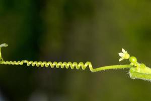 Grape spiral branch photo