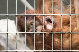 caged orangutan monkey close up portrait photo