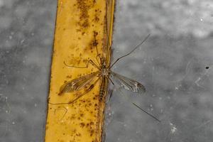 Giant mosquito on window photo