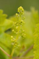 Baby grapes close up macro photo