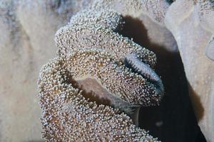 Hard coral macro detail from Raja Ampat photo