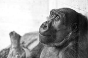 gorilla ape monkey close up portrait in black and white photo