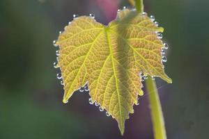 Grapes leaf with morning dew photo