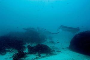 manta mientras bucea en raja ampat papua indonesia foto