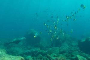 sea lion underwater while hunting photo