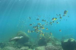 sea lion underwater looking at you photo