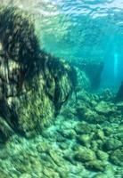 Moving effect on sea lion underwater looking at you photo