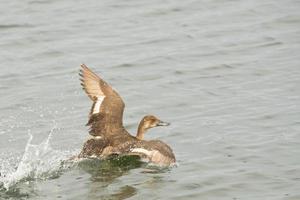 A duck while flying from water photo