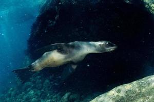 sea lion underwater looking at you photo