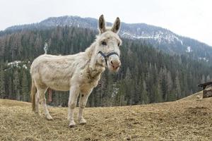white donkey portrait while excited photo