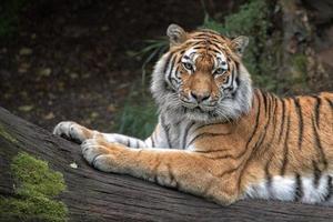 Siberian tiger ready to attack looking at you photo