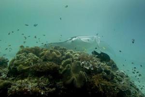 Manta underwater close up portrait while diving photo