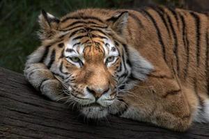 Siberian tiger ready to attack looking at you photo