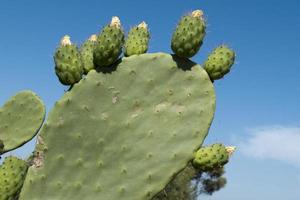 Green Cactus flowers and thorns photo