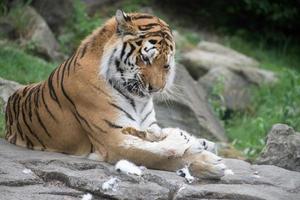 tigre siberiano mientras come y te mira foto