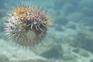 A inflated porcupine  fish photo