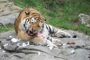 Siberian tiger while eating and looking at you photo