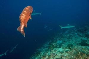 colorful grouper and grey sharks photo