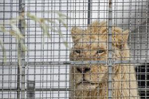 Circus lion portrait in a cage photo