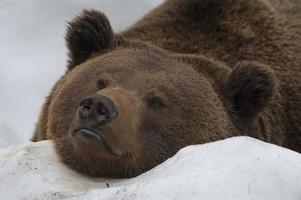 A black bear brown grizzly portrait in the snow while looking at you photo