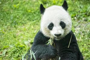 giant panda while eating bamboo portrait photo