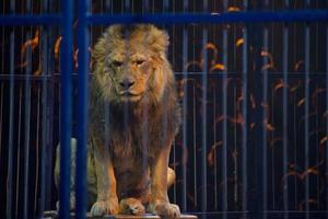 Circus lion portrait in a cage photo