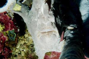 Frog Fish underwater portrait photo