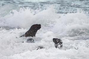 baby newborn sea lion on the beach photo