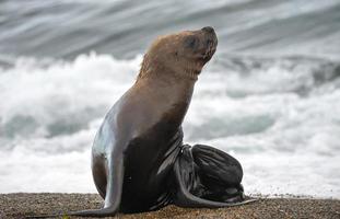 female sea lion on the beach photo