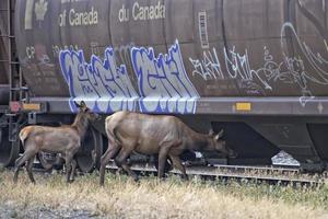 elk deers near railway station in Rocky Mountains photo