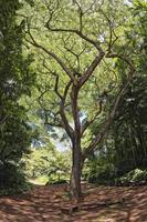 Inside tropical rainforest in Hawaii photo