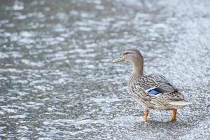 wild duck on the shore photo