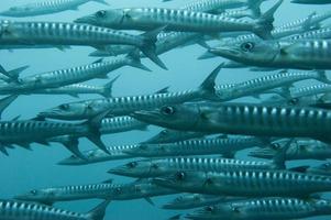 Inside a school of barracuda photo