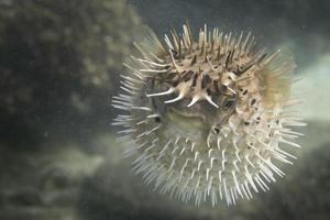 A inflated porcupine  fish photo