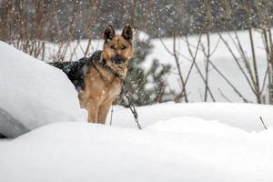 perro pastor alemán en el fondo de la nieve foto