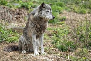 lobo gris mientras te mira foto