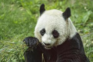 giant panda while eating bamboo portrait photo