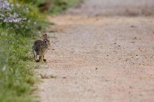 A jack rabbit running to you photo