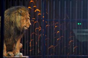 Circus lion portrait in a cage photo