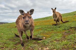 Puzzled kangaroo portrait close up portrait photo